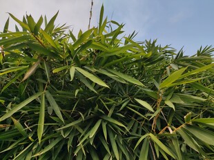 翠绿竹林尽显自然生机