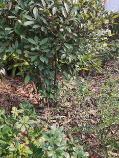 绿叶繁茂的灌木丛