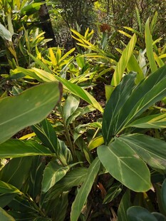 翠绿繁茂的热带植物景观