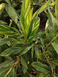 黄绿相间的独特绿植