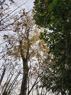 秋日树林中的斑驳树木