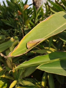 绿叶上的小昆虫