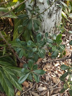 绿叶植物环绕的树干景观