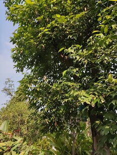 繁茂绿树展现自然生机