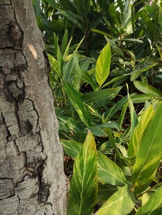树干旁的翠绿植物