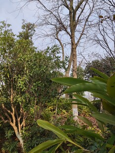 繁茂绿植中的树木景观