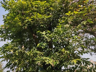 绿叶繁茂的高大树木