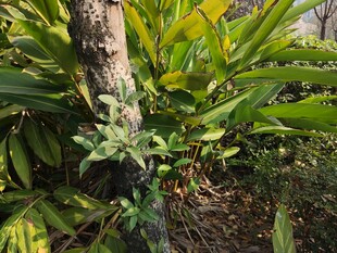 热带丛林中的奇特植物