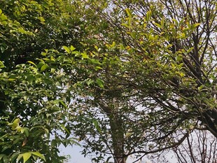 繁茂绿树展现自然生机