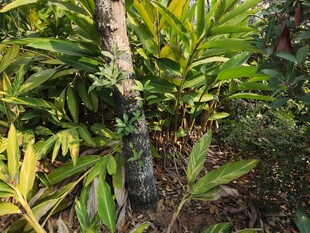 茂密绿植中的树干