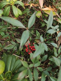 绿叶丛中的鲜红浆果