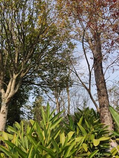 秋日林间绿植与树木景观