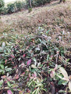 地面上的繁茂植物