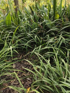 茂密丛生的绿色草本植物