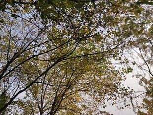 秋日树枝间的斑驳光影