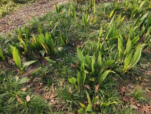 田间嫩绿植物生机勃勃