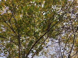 春日繁花绿树景致