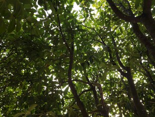 阳光洒落茂密树林间