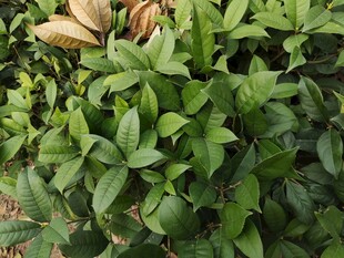 绿叶繁茂的植物景观