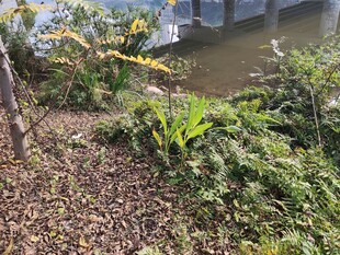 户外绿植景观一角