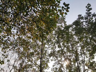 仰视茂密树林景观