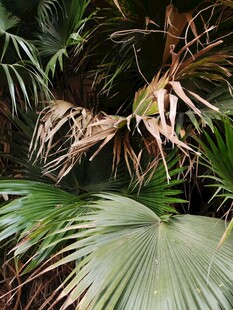 棕榈植物特写