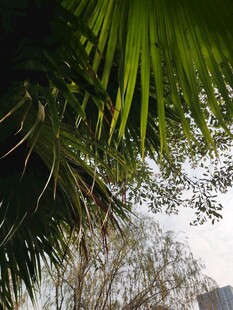 棕榈枝叶下的朦胧景致