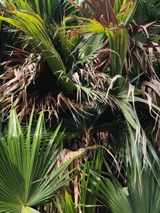 热带植物景观特写