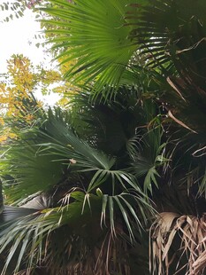 繁茂的热带棕榈植物景观