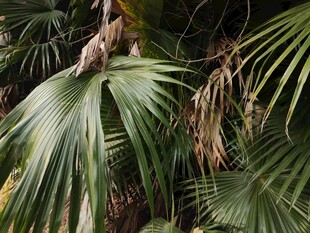 热带棕榈叶景观