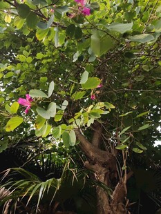 绿叶间绽放的娇艳花朵