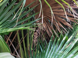 茂密的热带棕榈植物景观