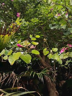 绿叶间绽放的娇艳花朵