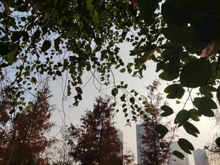 树叶掩映下的城市天际线