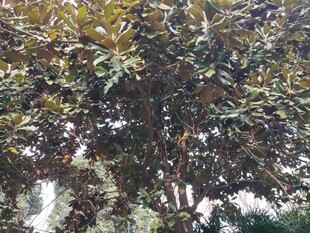 枝叶繁茂的大树