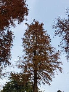 秋日挺拔水杉树景观