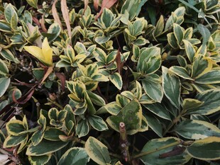 金边绿叶植物特写