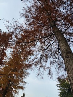 秋日挺拔水杉树