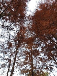 秋日红杉林仰视美景