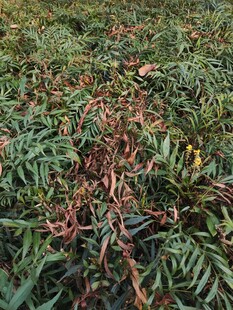 地面上的枯萎植物