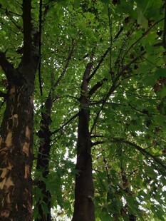 茂密树林中的高大树木