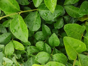 雨后翠绿叶片特写