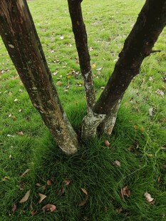 树干下的绿草与落叶