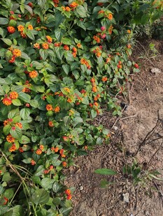 绿叶间的橙红小花