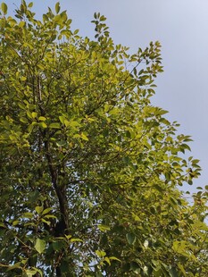 阳光下的葱郁树木