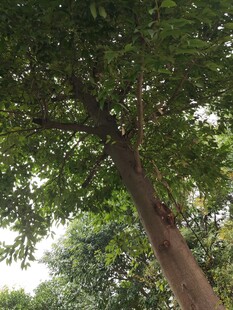 仰视视角下的繁茂大树