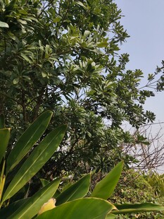 繁茂绿植展现自然生机