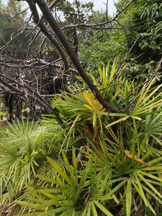 繁茂绿植展现自然生机
