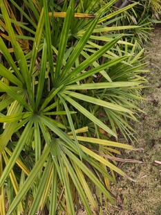 翠绿棕竹植物特写