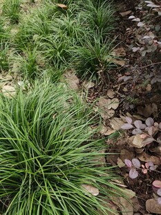 石边葱郁绿植景观